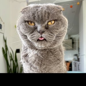 Smash the cat